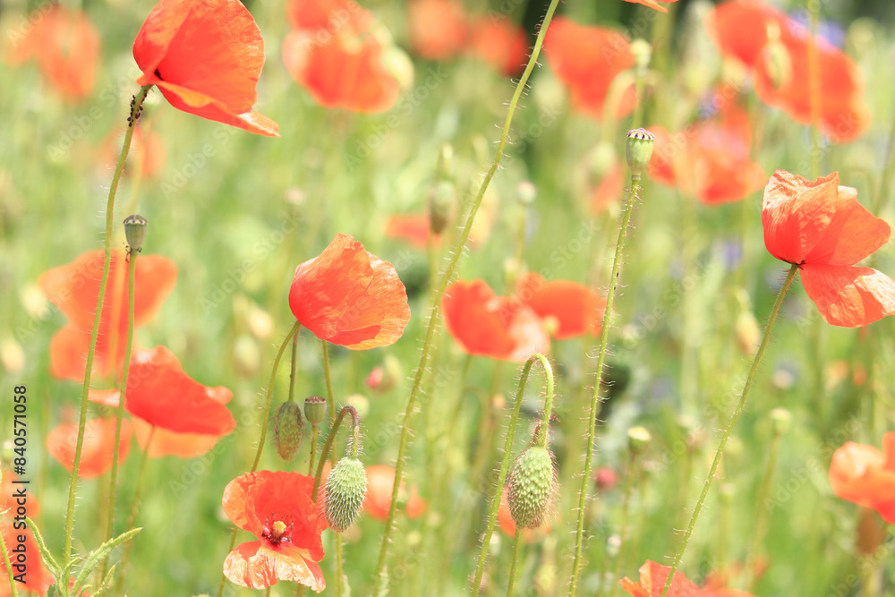 Fototapeta premium Papaver rhoeas. Glade with red poppies in the wind. Beautiful bright poppies on a sunny day. Field with flowers. Blooming red poppies on a blurred background