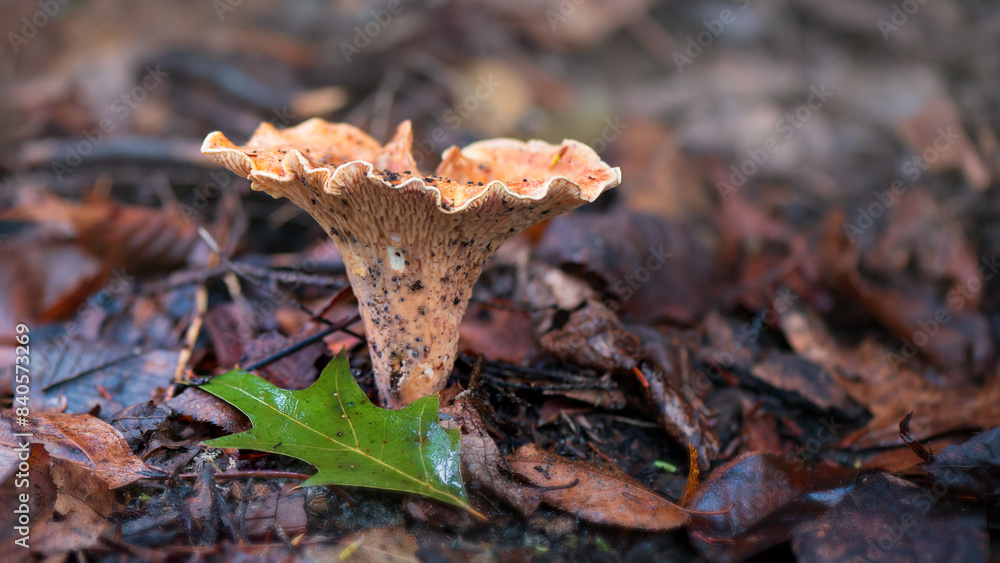 Closeup of mushrooms on the forest floor Closeup of mushrooms on the forest floor