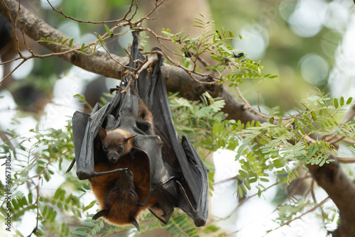Bats raise their young by feeding them milk at the base of their wings and hanging upside down from trees during the daytime