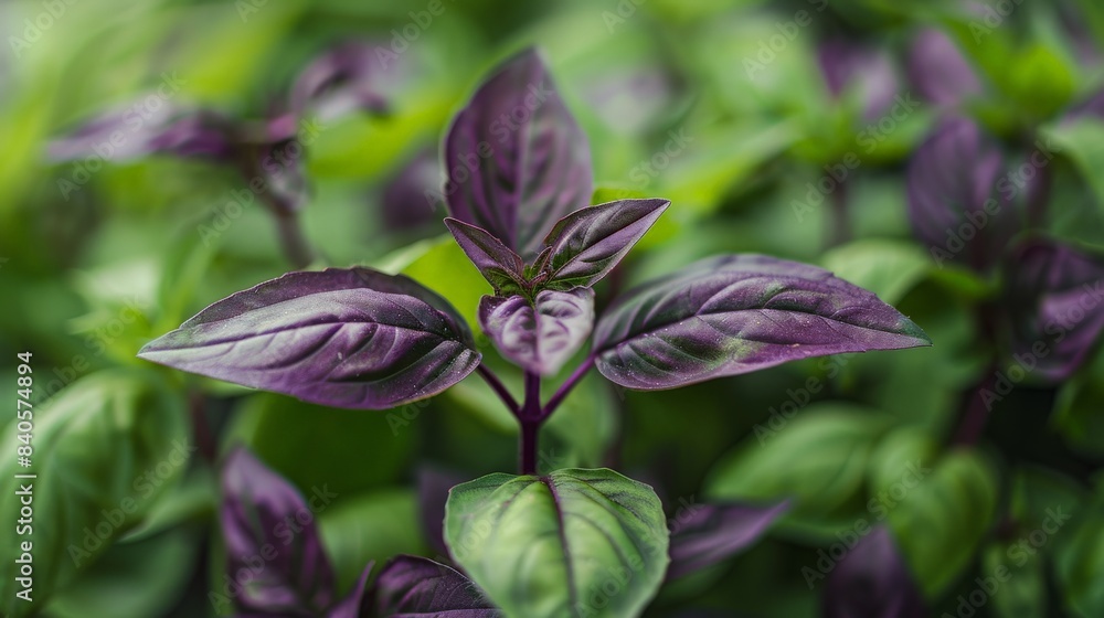Thai sweet basil leaves with a focus on their distinctive purple stems Thai sweet basil leaves with a focus on their distinctive purple stems