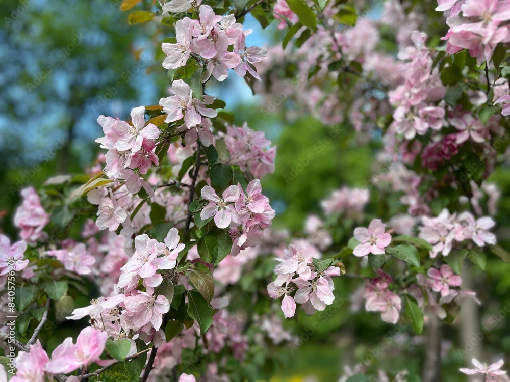 tender blooming trees, tree blossom, blooming garden tender blooming trees, tree blossom, blooming garden