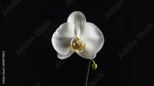 Detailed macro shot of a white orchid in full bloom  set against a black background. Minimalist and elegant  ideal for a sophisticated desktop wallpaper