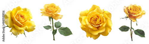 High-quality image of four vibrant yellow roses in various stages of bloom, showcasing natural beauty and elegance. Perfect for floral-themed projects.