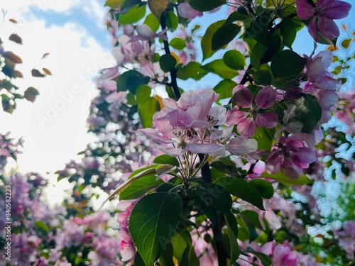 tender blooming trees, tree blossom, blooming garden photo