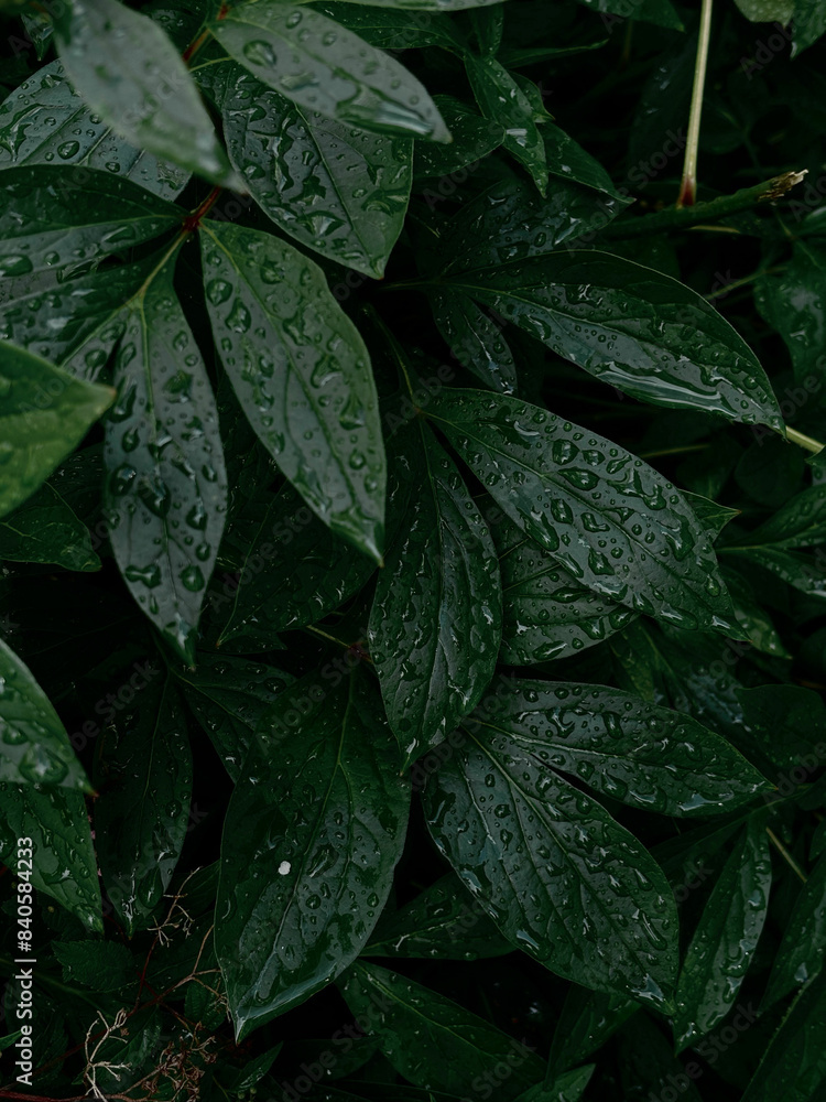 Leaves in the rain, raindrops on peony leaves, nature, background, dark green, rainy day, summer, autumn, spring, wallpaper, close-up Leaves in the rain, raindrops on peony leaves, nature, background, dark green, rainy day, summer, autumn, spring, wallpaper, close-up