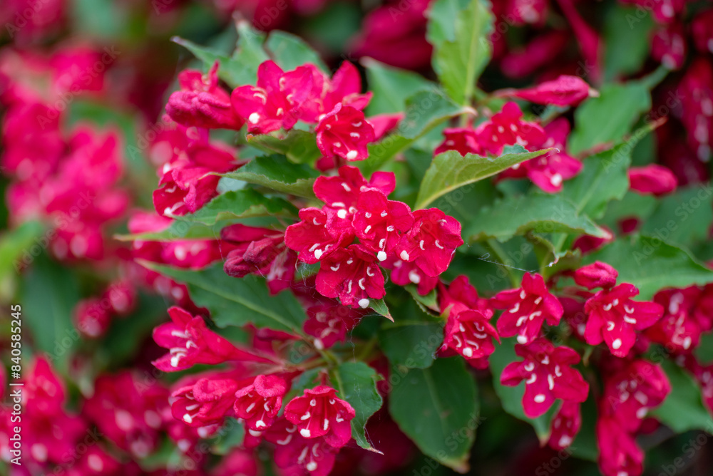 Red Prince Weigela Shrub Blooming In June In Wisconsin Red Prince Weigela Shrub Blooming In June In Wisconsin