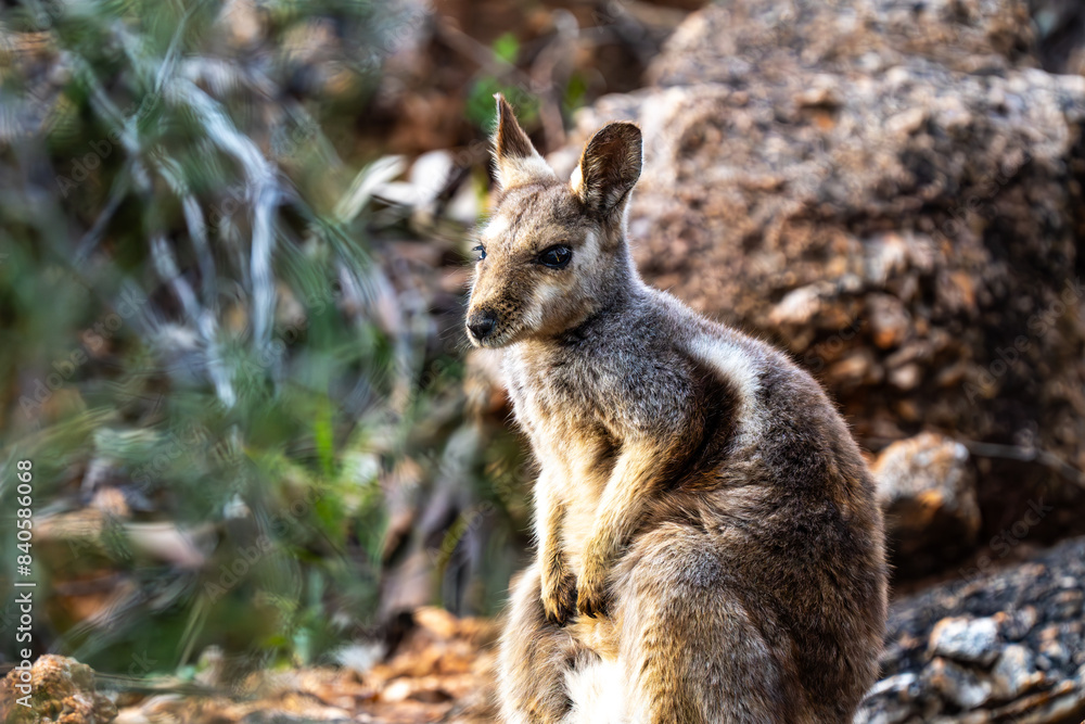 Fototapeta premium Rock wallaby in the Botanical Garden, Alice Springs, NT, Australia