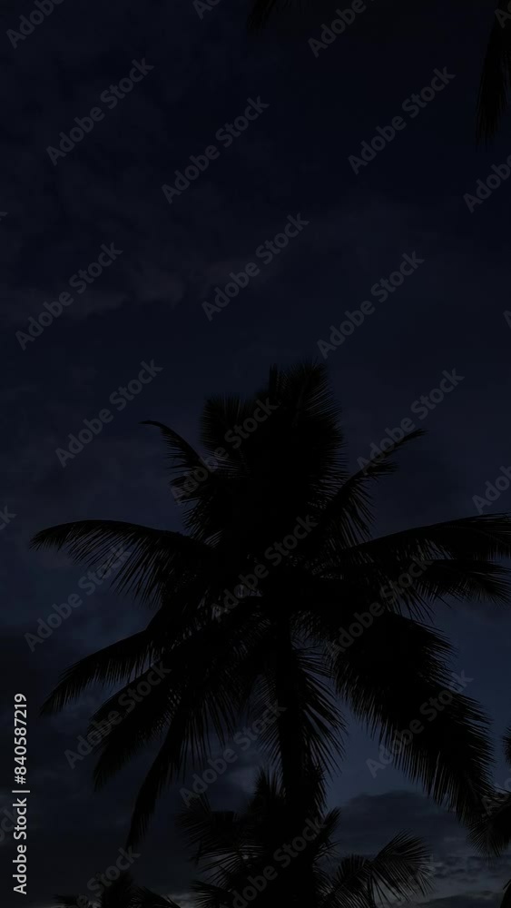 coconut trees at night , pan shot sunset time coconut trees at night , pan shot sunset time