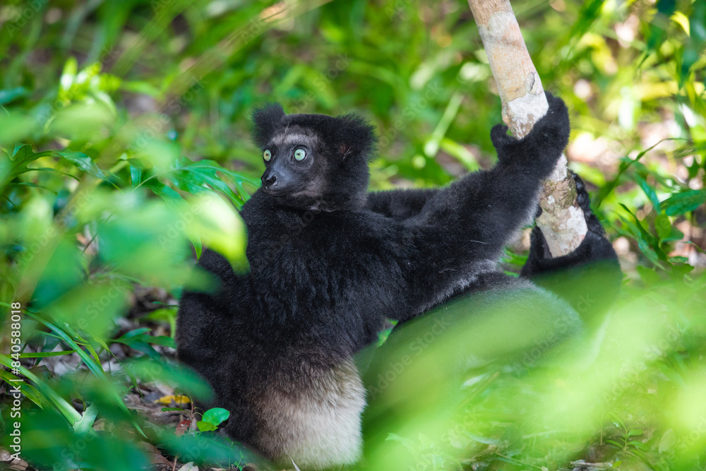 Obraz premium Lemur Indri indri, babakoto largest lemur from Madagascar