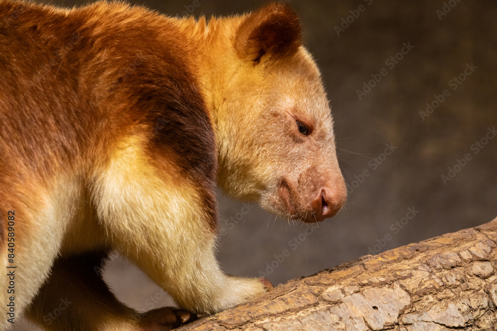Fototapeta premium Goodfellow's Tree Kangaroo, dendrolagus goodfellowi buergersi