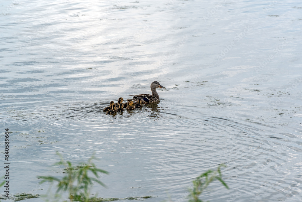 Mallard Hen And Her Ducklings Swimming On Fox River In Spring In De Pere, Wisconsin Mallard Hen And Her Ducklings Swimming On Fox River In Spring In De Pere, Wisconsin