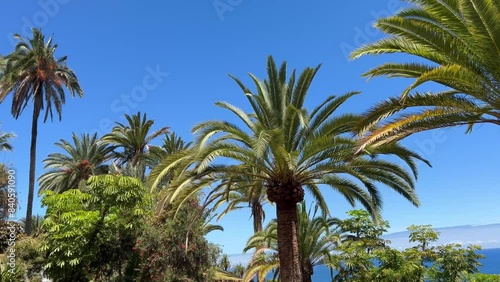 Palmeras en el Parque Taoro de la ciudad del Puerto de la Cruz en Tenerife, islas Canarias