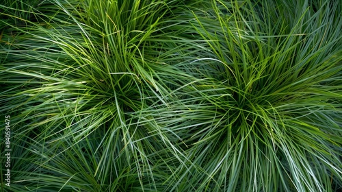 serene natural grass background stipa arundinacea carex capillaris juncus balticus top view photography