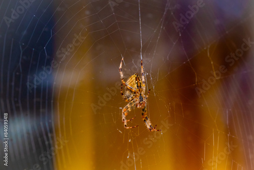 European garden spider, diadem orangie, cross spider photo