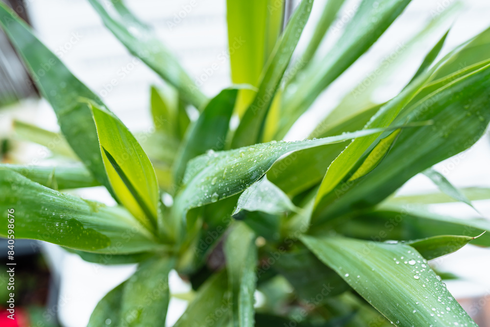 slow motion falling raindrops on leaves of tropical plants slow motion falling raindrops on leaves of tropical plants