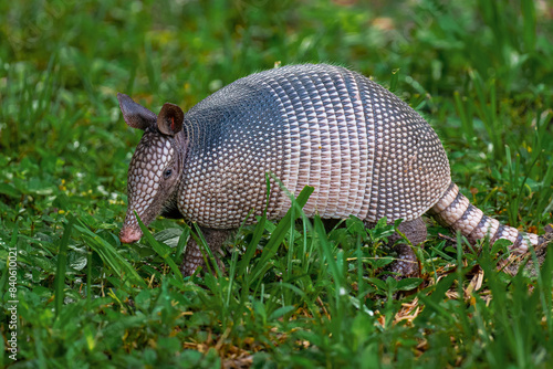 Fotografía Armadillo in the grass