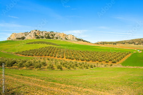 Andalusian agricultural landscape  with hills, olive trees and blue sky. Agricultural area of Spain in Andalusia.