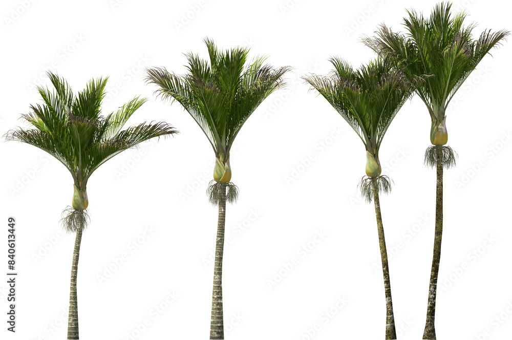nikau palm trees hq arch viz cutout plants
