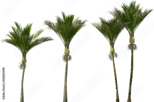 Obraz na płótnie nikau palm trees hq arch viz cutout plants w salonie