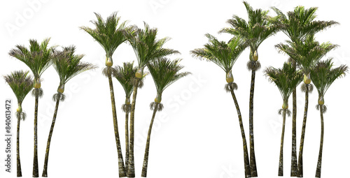 Obraz na płótnie nikau palm trees hq arch viz cutout plants w salonie