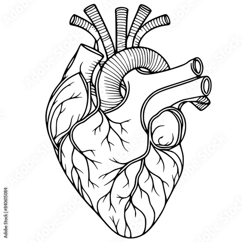 human heart anatomy sketch