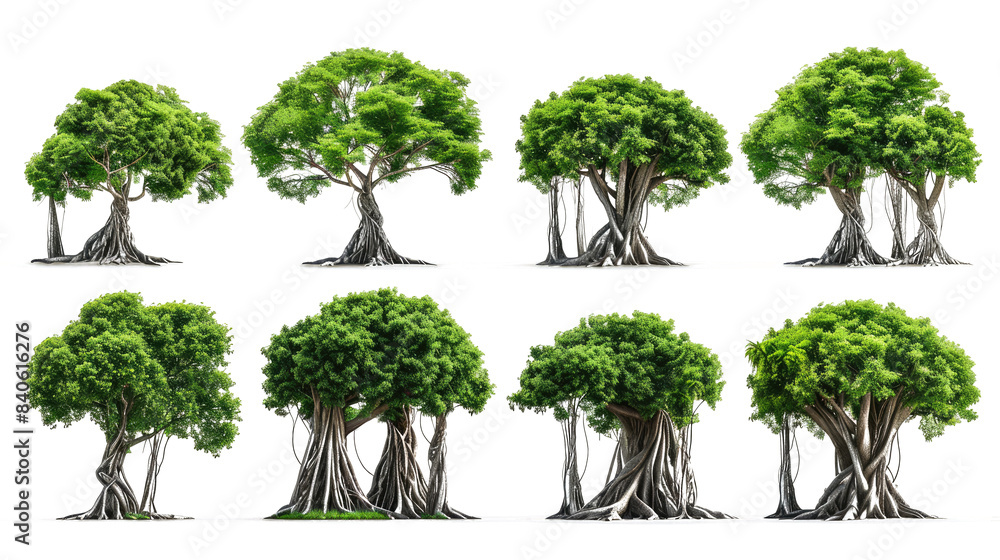 Fototapeta premium set of banyan tree with isolated transparent background