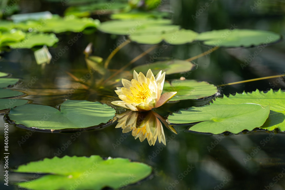 a yellow water lily in a pond and its reflection a yellow water lily in a pond and its reflection