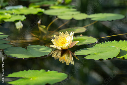 a yellow water lily in a pond and its reflection