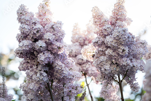 inflorescences of pink lilac against the sky in close-up
