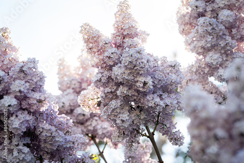 inflorescences of pink lilac on a sky background