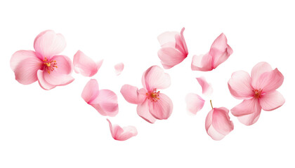 flying pink petals isolated on transparent background cutout