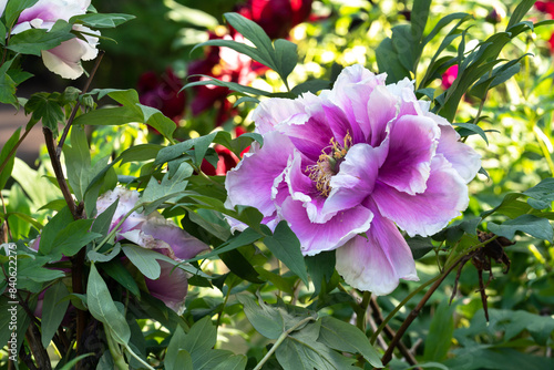 lush pink and white Chinese peony in greenery