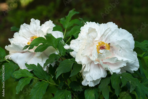 two Chinese white peonies in greenery