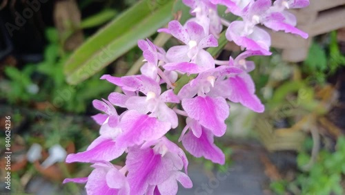 Wild orchid in Thailand name aerides rosea Lodd. ex Lindl. & Paxton