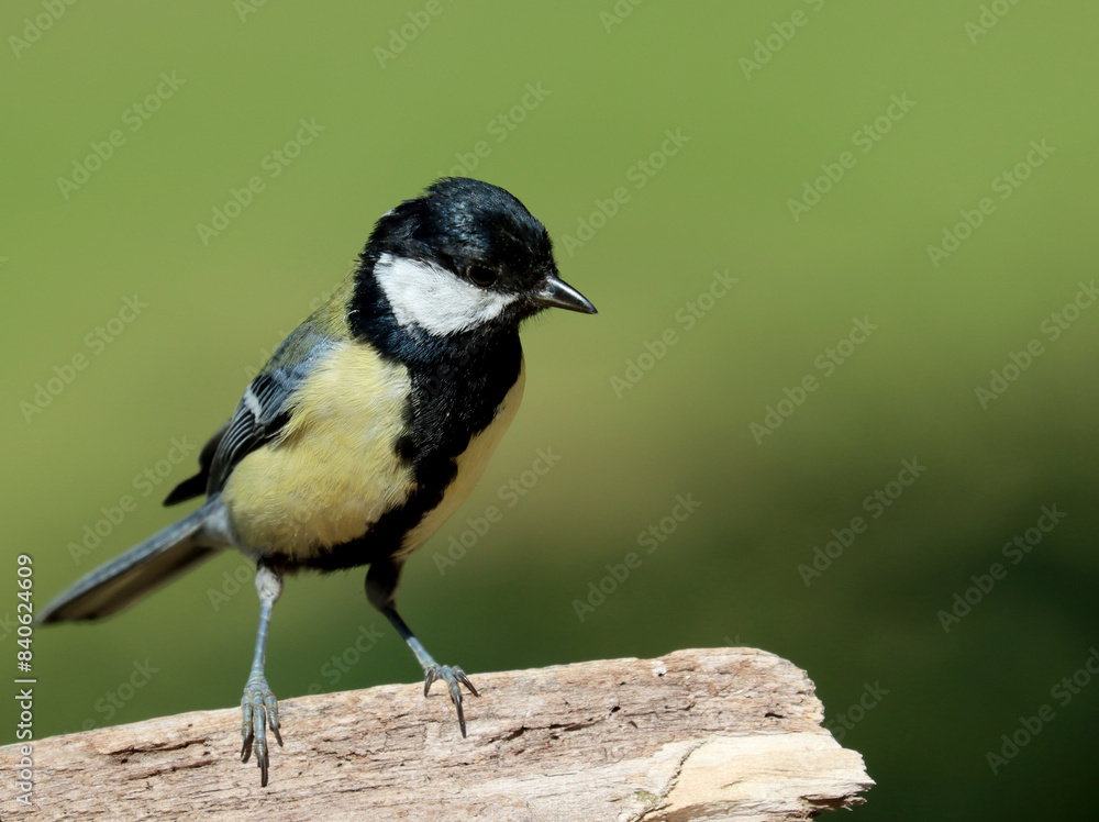 Obraz premium Great tit