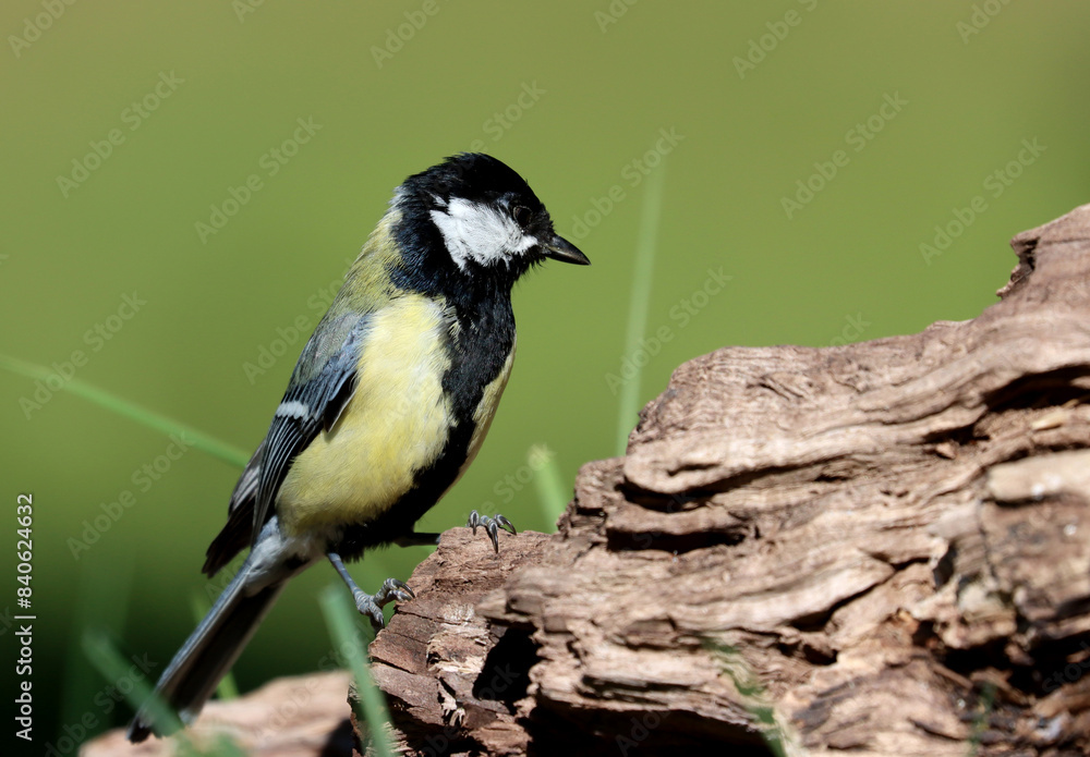 Obraz premium Great tit