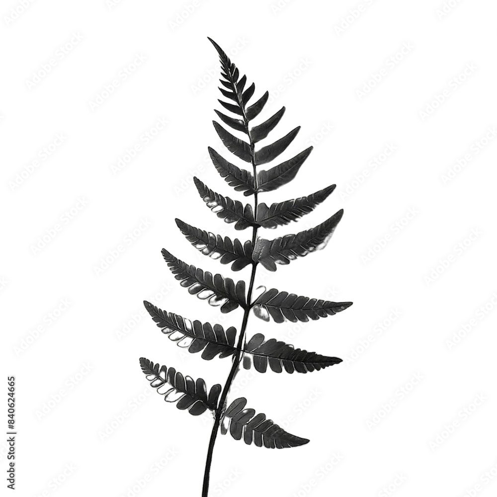 fern isolated on white background fern isolated on white background