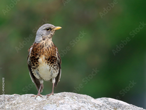 Canvas Print Fieldfare