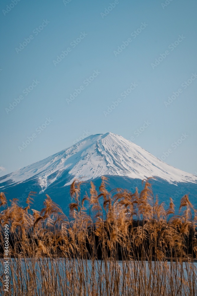 Obraz premium Mount Fuji behind foxtail grass