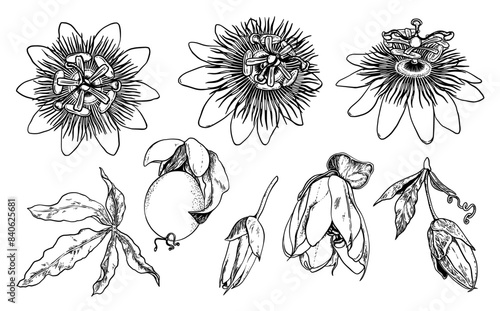Passion flower set outline drawing. Passiflora hand drawn graphic line Art. Doodle Vector botanical sketch of passion fruit, bud and leaf for package design, wrapping, tattoo, card and tag.