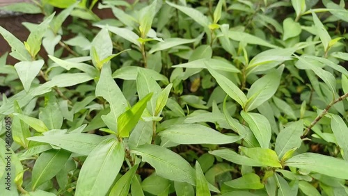 Vietnamese coriander (Polygonum odoratum Lour.) Vietnamese coriander is a medicinal  