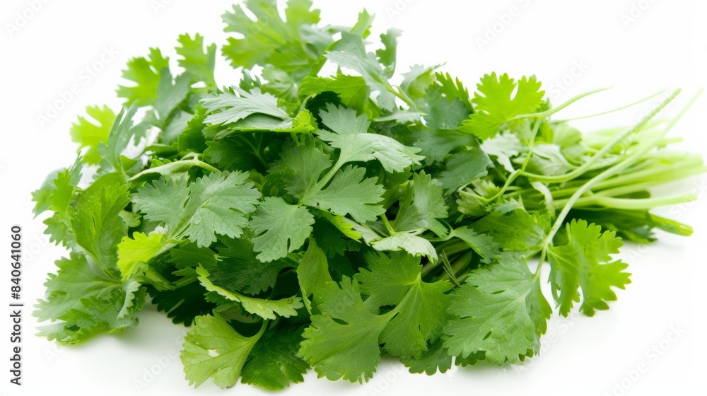 Bunch of cilantro leaves, freshly picked and isolated against white for culinary themes Bunch of cilantro leaves, freshly picked and isolated against white for culinary themes