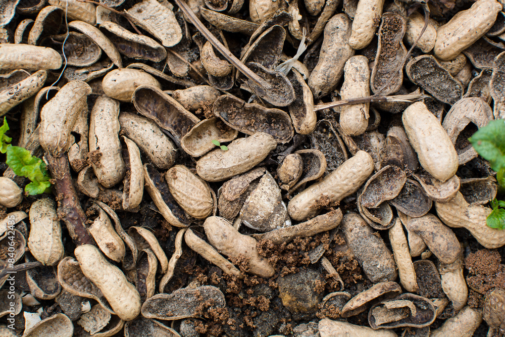 Overhead view of peanut shells being used as mulch, top view of groundnut shells used to protect potato seedlings, an example of sustainable zero waste living