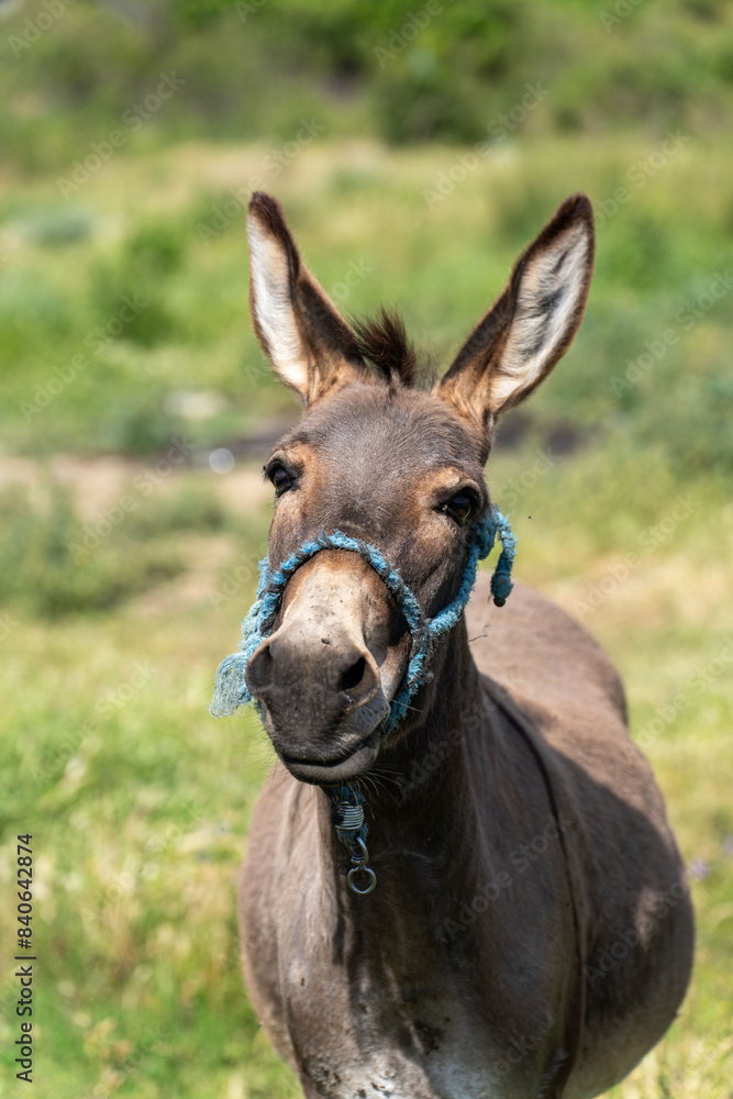 The Portrait of a Donkey. A Serene Pasture Scene in the Park. Big ears.
The Portrait of a Donkey. A Serene Pasture Scene in the Park. Big ears.