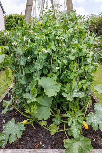 Peas and courgettes growing in a garden