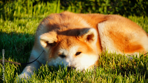 An Akita Inu dog lies on a green lawn at sunset. The orange sun at sunset gives a bright coat color. photo