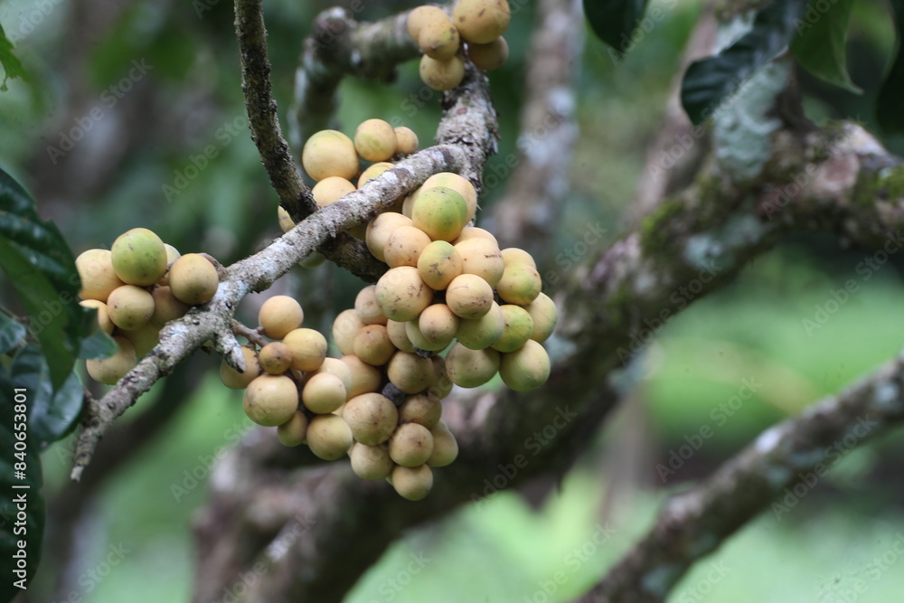 Longkong Garden Fresh Thai Fruits – High-Quality Produce with a Variety of Ages for the Best Flavors Longkong Garden Fresh Thai Fruits – High-Quality Produce with a Variety of Ages for the Best Flavors