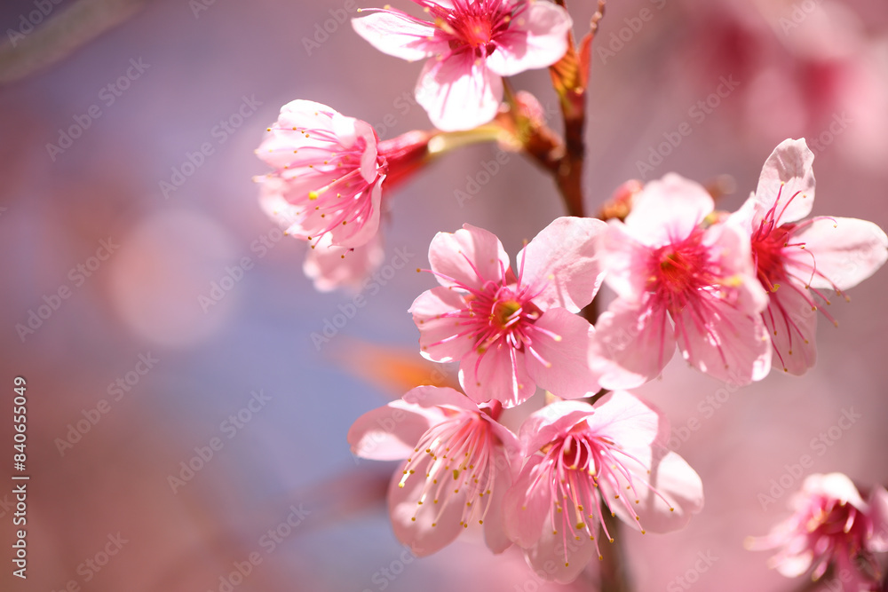 pink cherry blossom sakura flowers in close up pink cherry blossom sakura flowers in close up