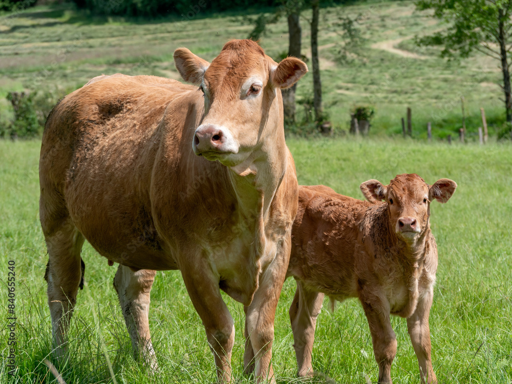 Vache et veau dans un champ de la Sarthe Vache et veau dans un champ de la Sarthe
