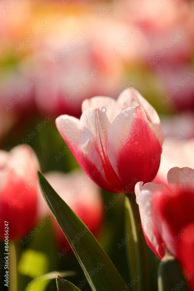 Fototapeta premium Red and White Tulips in close up